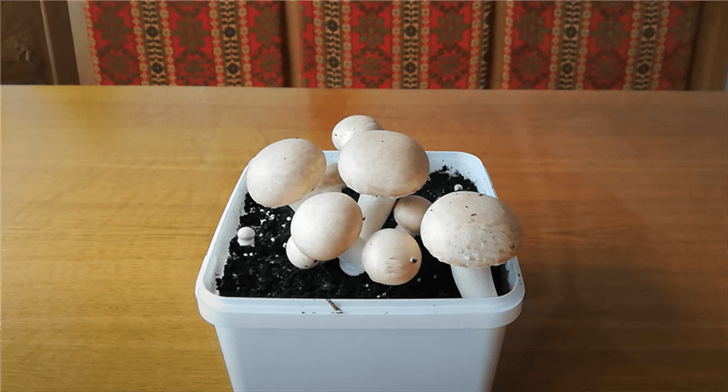 GROW MUSHROOM