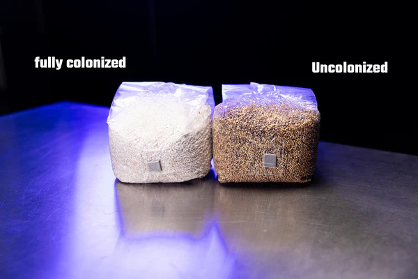 OPTIMA Organic Grain Bag - Sterilized with Injection Port - Image 7