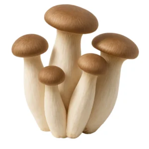 King Oyster (Pleurotus Eryngii) Liquid Culture