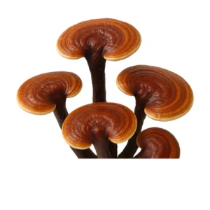 Reishi (Ganoderma Multipileum) Liquid Culture