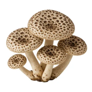 Tiger Sawgill (Lentinus Tigrinus) Liquid Culture